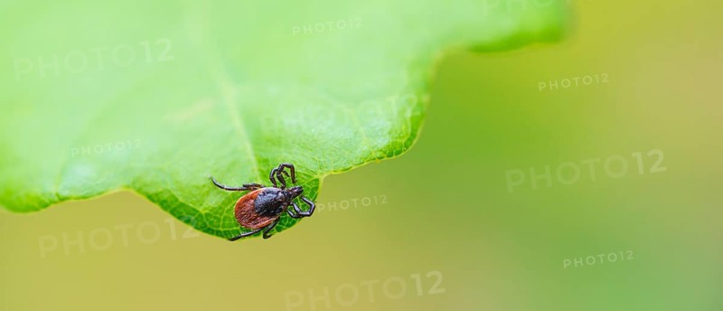 Female tick