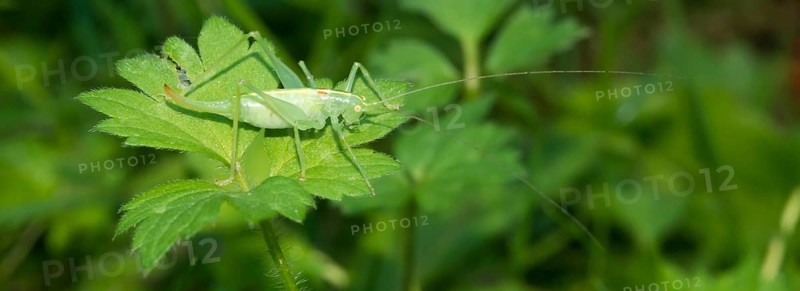 Southern oak bush cricket