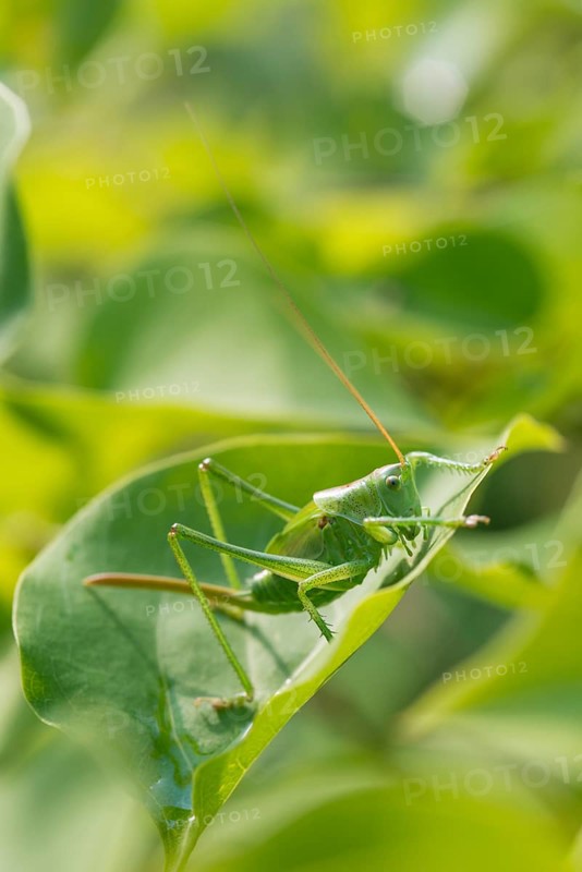 Great Green Bush-Cricket
