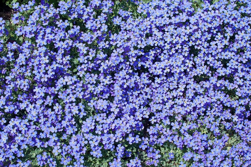 Aubrieta