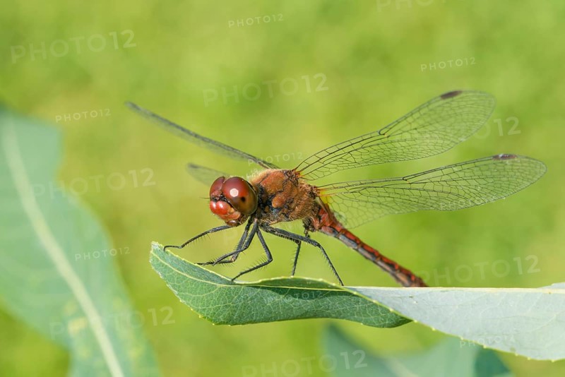 Ruddy darter
