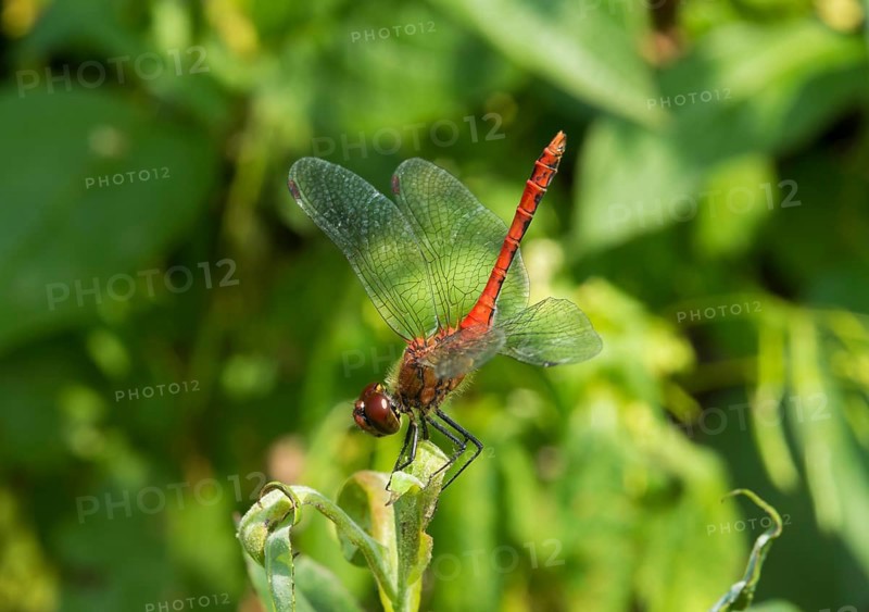 Ruddy darter