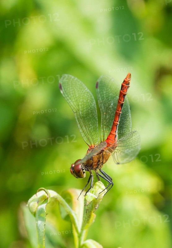 Ruddy darter