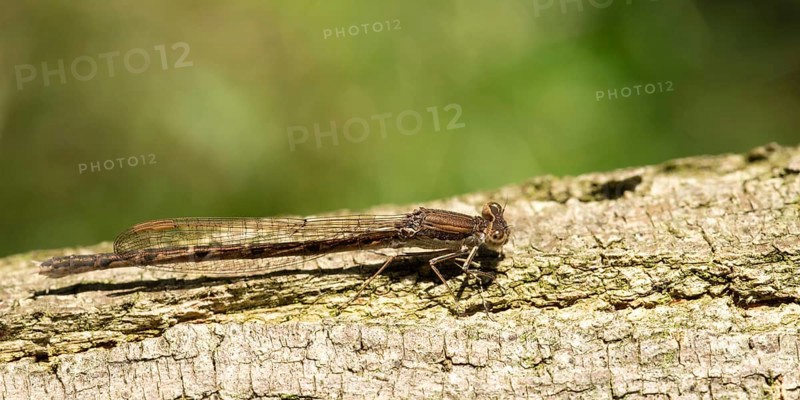 Common winter damsel