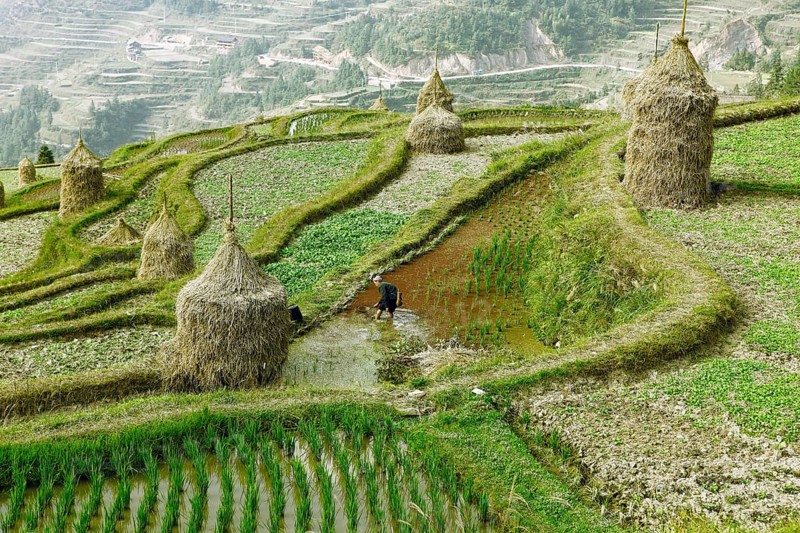 Terraced fields in Dong village