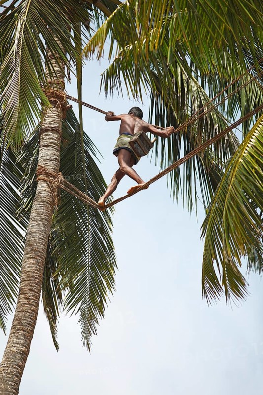 Toddy Tapper balancing on rope between coconut trees and collecting palm juice