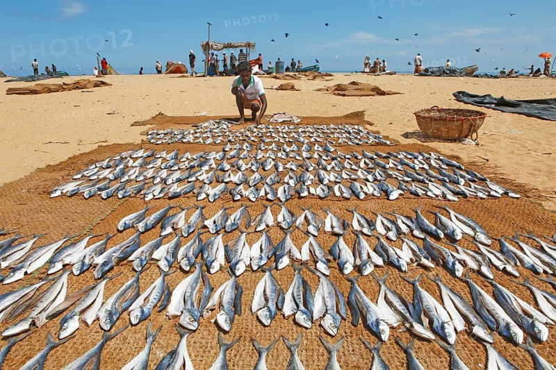 Man laying out fresh fish to dry on the beach