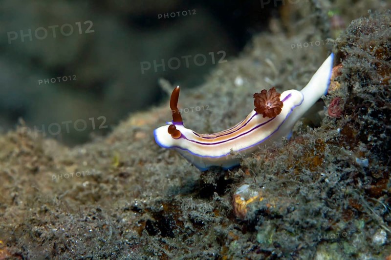 Magenta-striped nudibranch