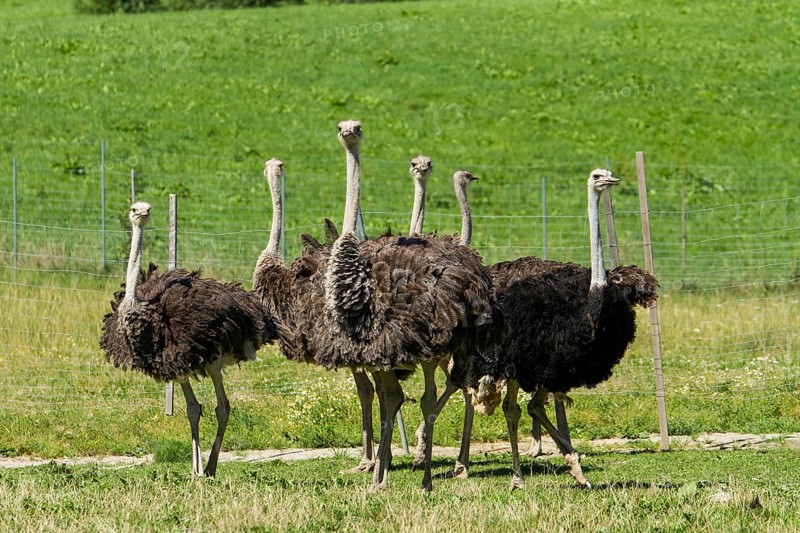 Common ostriches