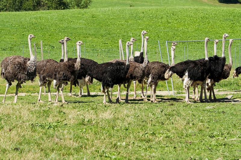 Common ostriches