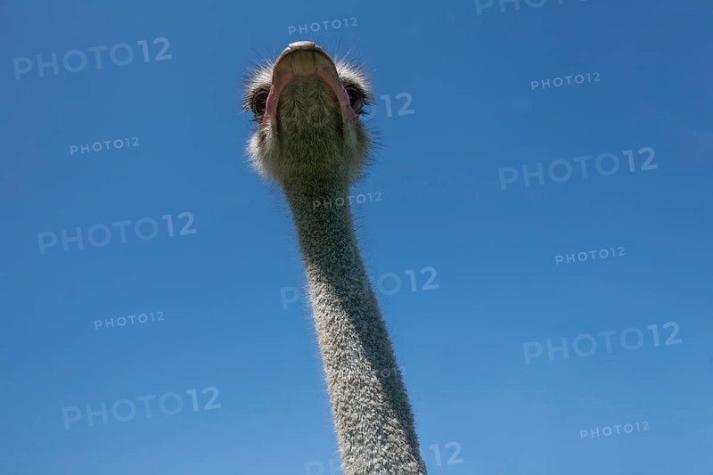 Common ostrich