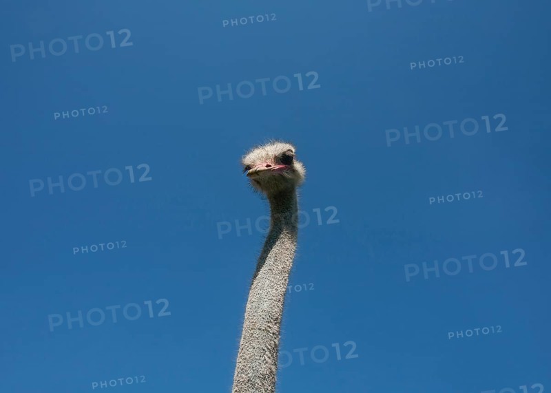 Common ostrich