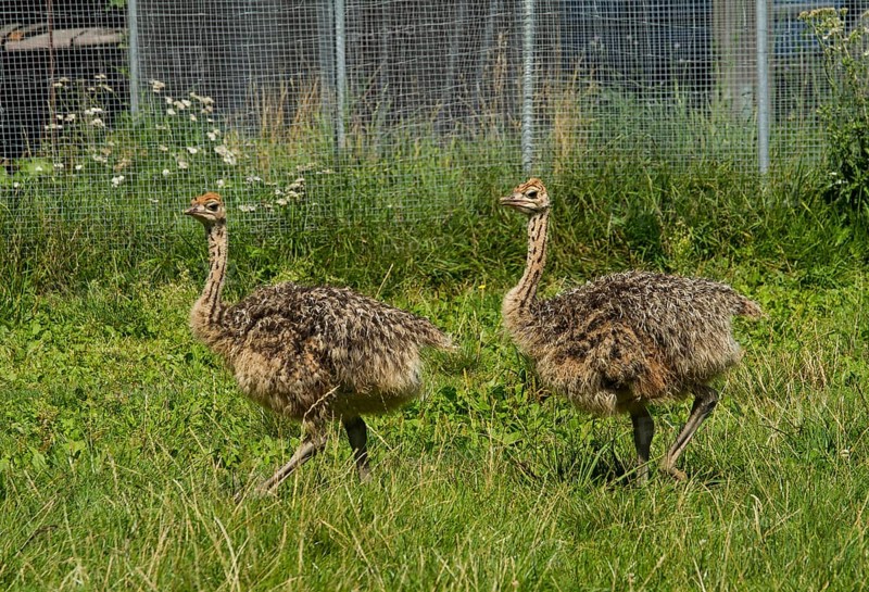 Common ostriches