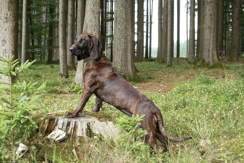 Hanoverian Hound