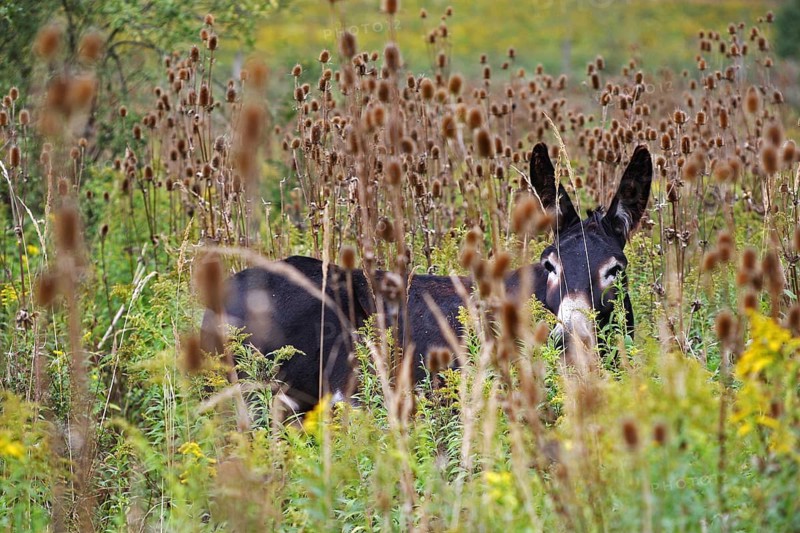 Hungarian Parlag donkey