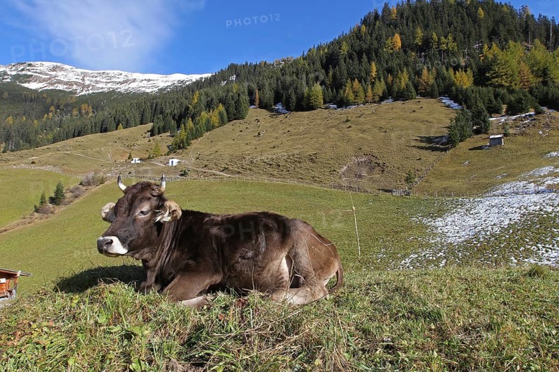 Grazing cattle on pasture in front of autumnal mountain landscape
