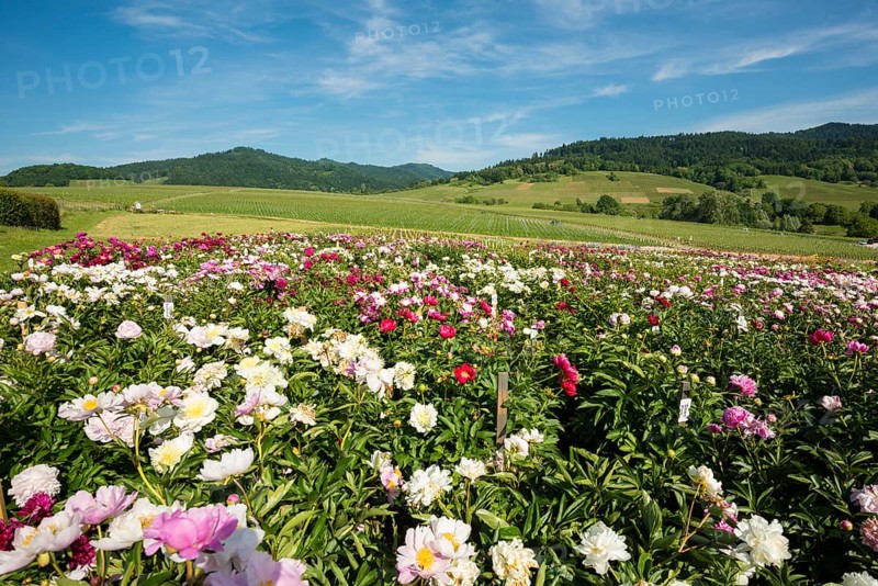 Blooming peonies in Laufen