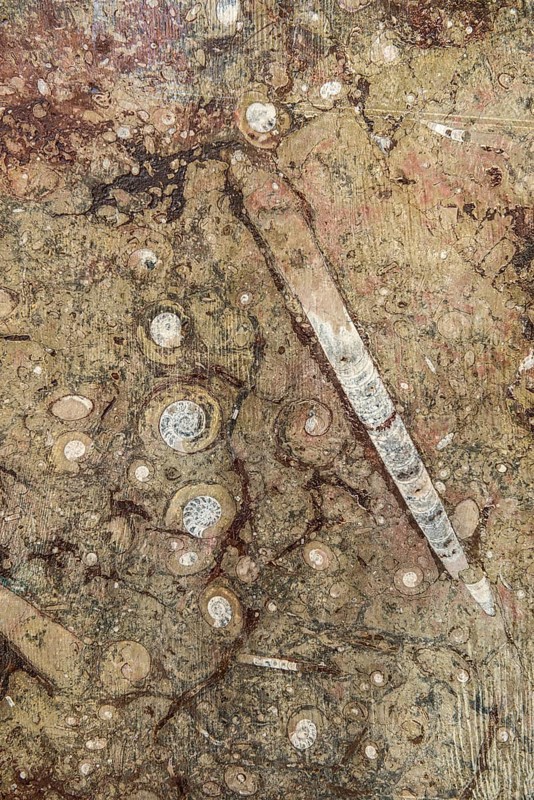 Orthoceras