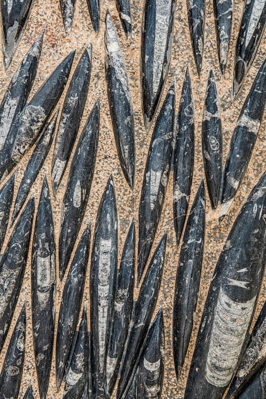Orthoceras