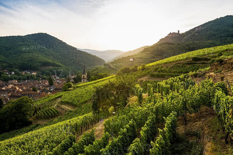 Village with castle ruins in the vineyards at sunset