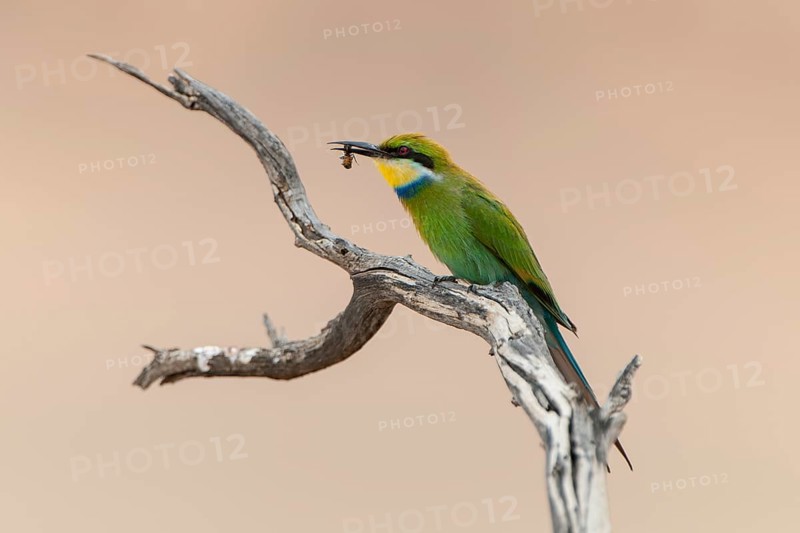 Swallow-tailed bee-eater