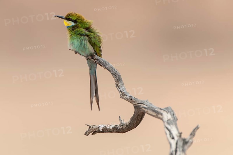 Swallow-tailed bee-eater