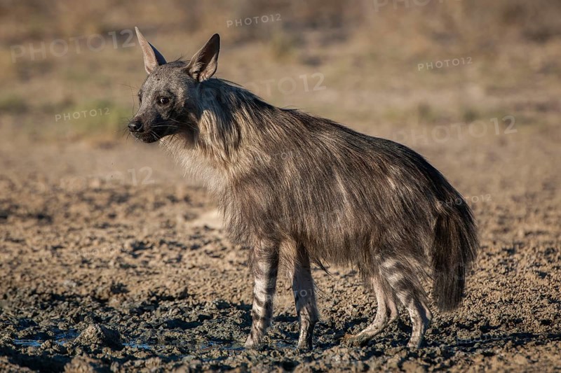 Brown hyena