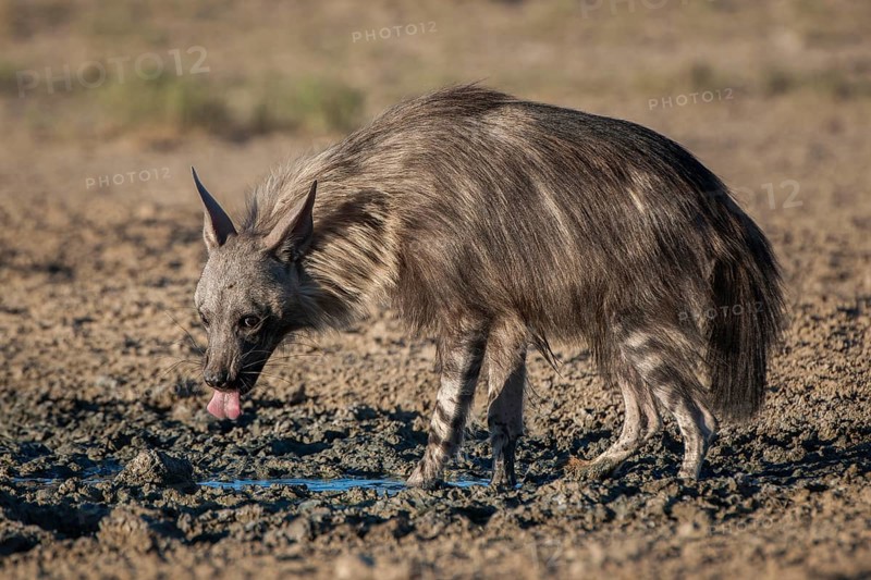 Brown hyena