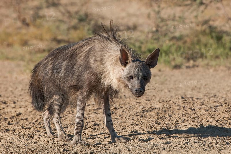 Brown hyena