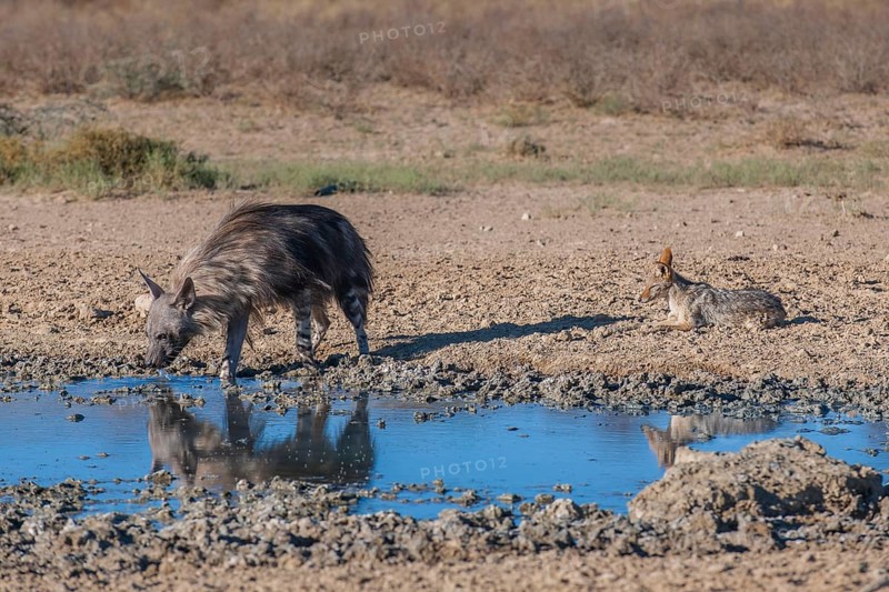 Brown hyena