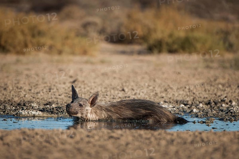 Brown hyena