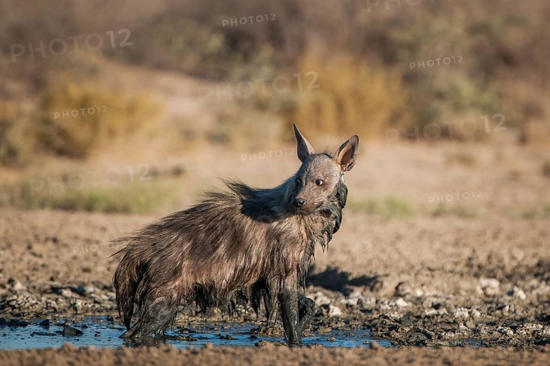 Brown hyena