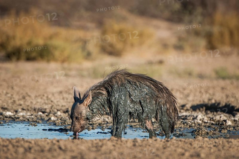Brown hyena