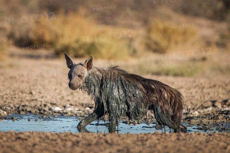 Brown hyena