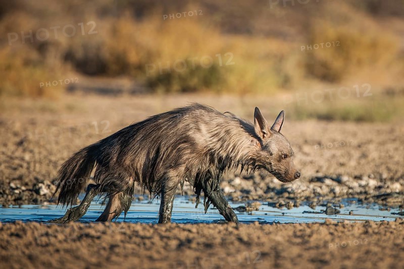 Brown hyena