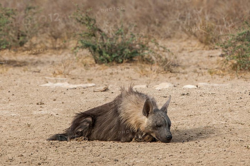 Brown hyena