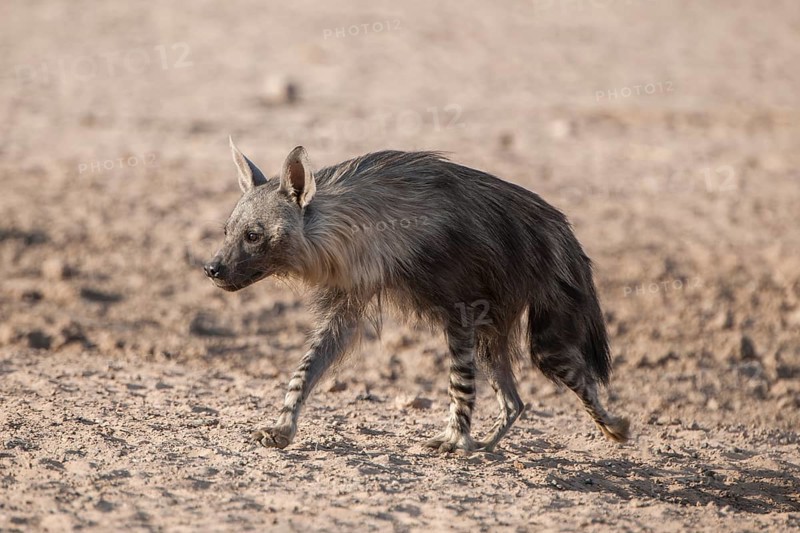 Brown hyena