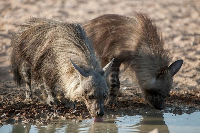 Brown hyena