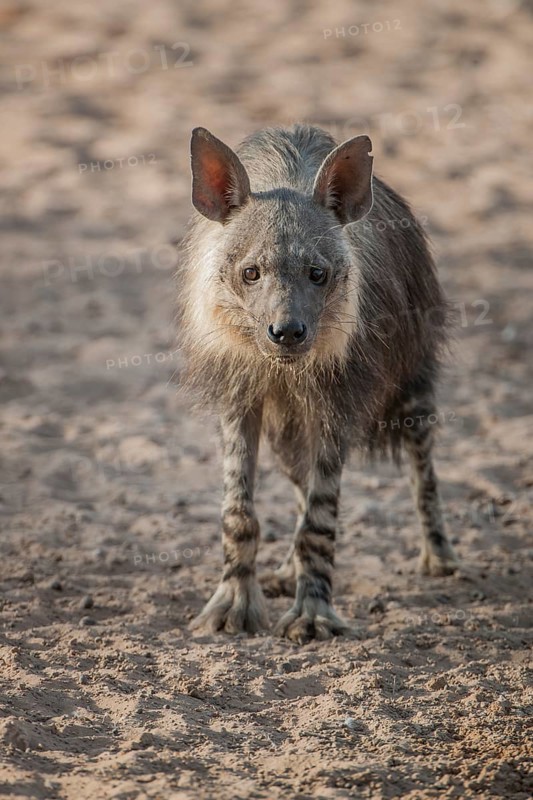 Brown hyena