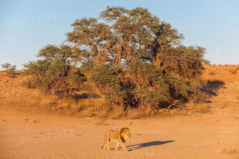 Lion