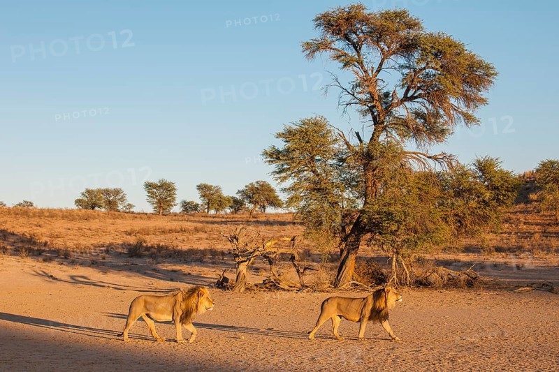 Two lions