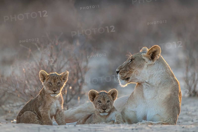 Lioness