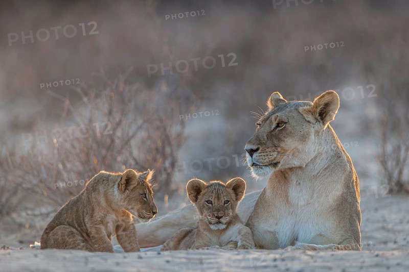 Lioness