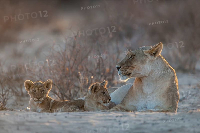 Lioness