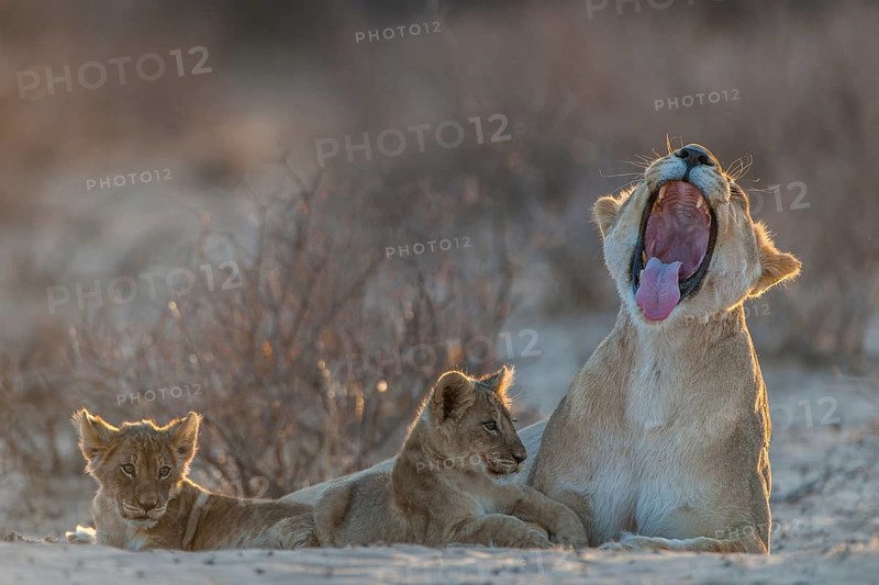 Lioness