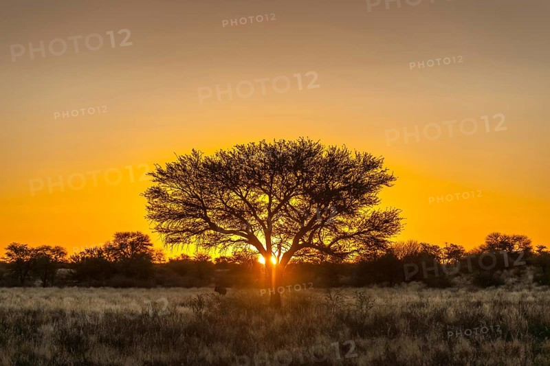 Camel thorn
