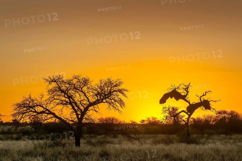 Camel thorn