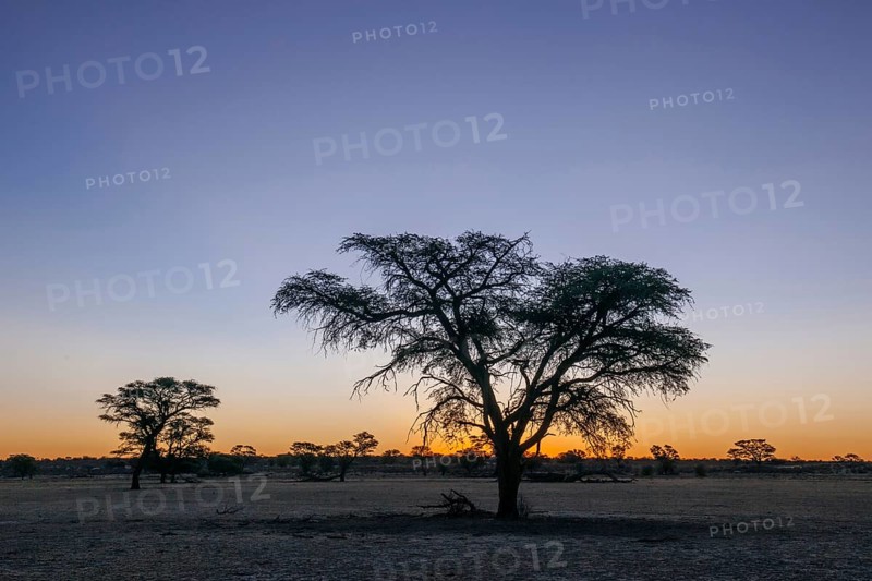 Landscape with camel thorn