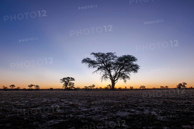 Landscape with camel thorn