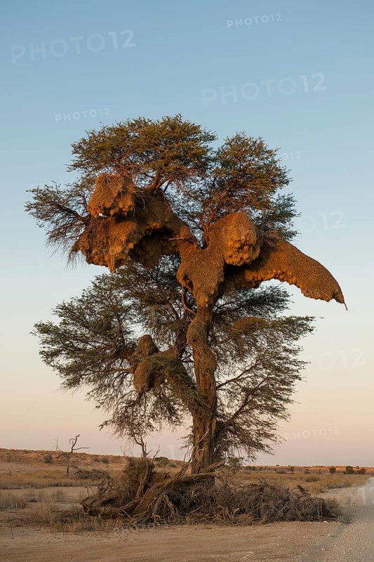 Camel thorn